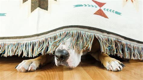 literoitca story tags|Start now to make Fourth of July fireworks less terrifying for dogs.